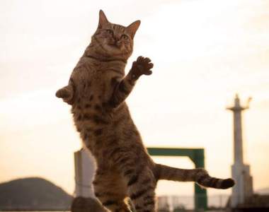 《喵星人貓拳攝影術》超動感照片再次擄獲貓奴的心