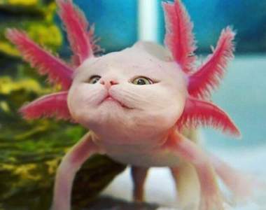 萌新物種《六角龍喵魚》網友PS愛心魔改自家的可愛毛小孩