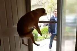 向你家的狗發起挑戰《興奮時能跳多高》是可以參加奧運的程度餒w