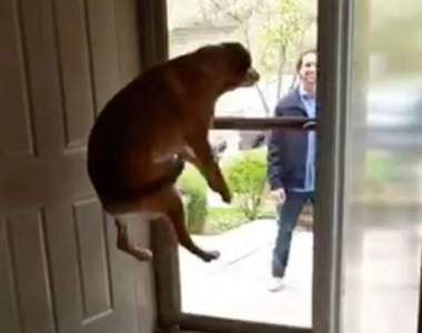 向你家的狗發起挑戰《興奮時能跳多高》是可以參加奧運的程度餒w