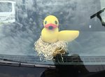 呱呱呱《鴨子造型行車紀錄器》治癒的小東西在車上陪伴你～
