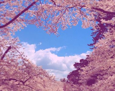 賞櫻不能錯過的《弘前公園愛心櫻花》被譽為幸福的美景呦