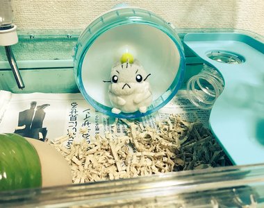 推主《想養倉鼠想瘋了》買了一堆倉鼠用的東西但是家裡沒有倉鼠....