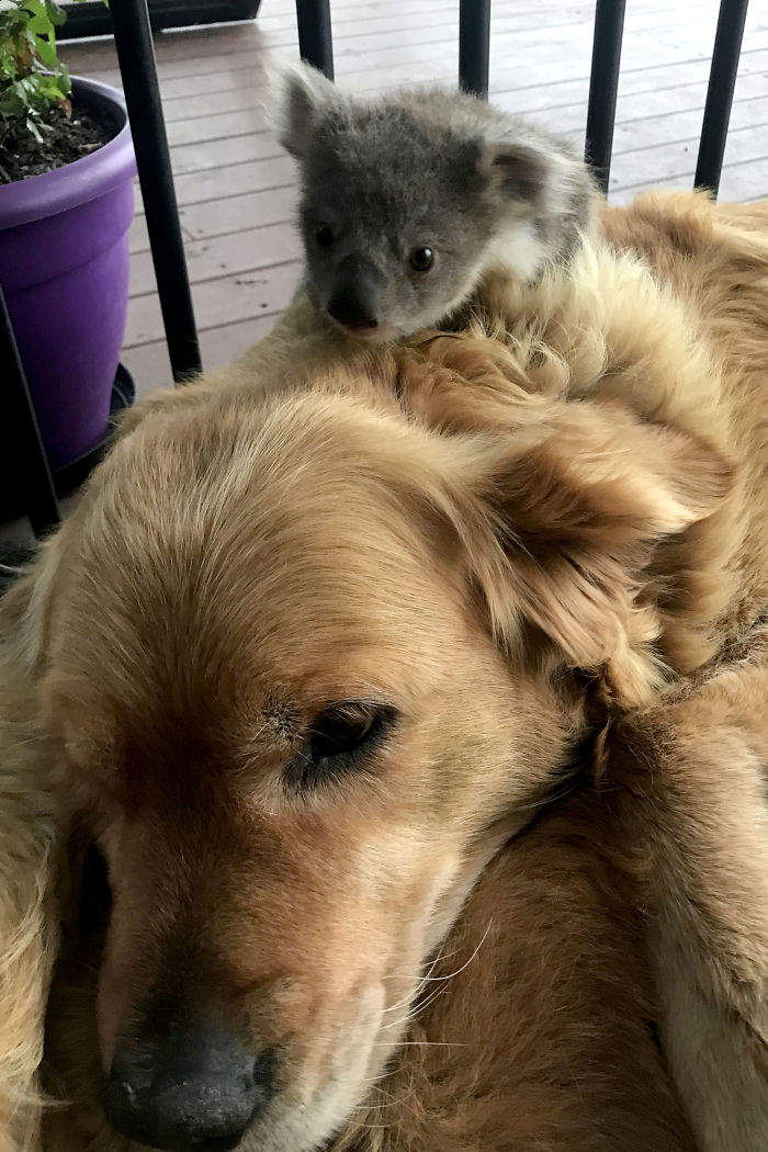 無尾熊抱著黃金獵犬不放 現在南半球的冬天很冷ಥ ಥ