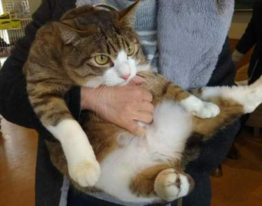 《貓咪面對抱抱的反應大不同》你家貓咪又是屬於那一種呢？