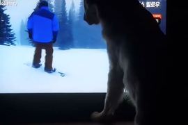 從歐美圈紅回韓國《超愛看電視的拉不拉多》遇到喜歡的還會猛撞電視