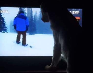 從歐美圈紅回韓國《超愛看電視的拉不拉多》遇到喜歡的還會猛撞電視