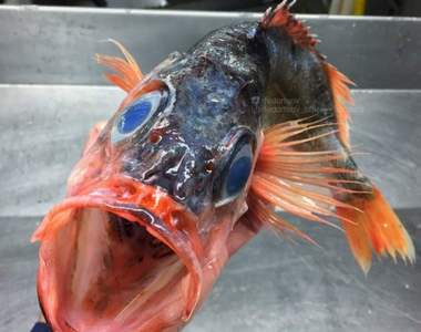 《恐怖顏面深海魚》漁師撈起來那些深海中的奇異生物們