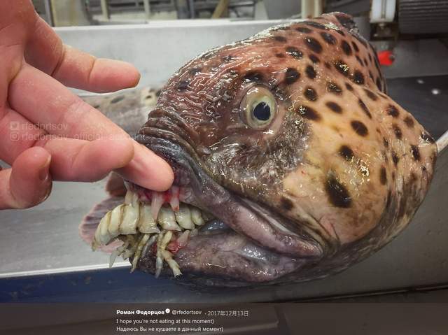 恐怖顏面深海魚 漁師撈起來那些深海中的奇異生物們