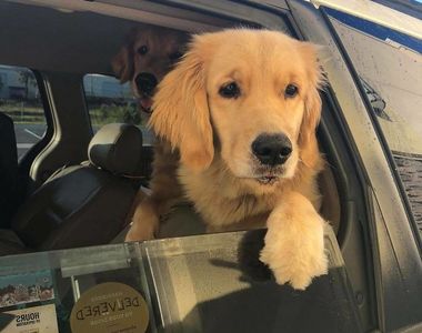 《得來速車道碰到的狗狗》每一隻面對鏡頭都有不同的反應