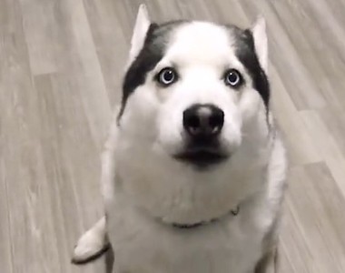 《會說＂我愛你＂的哈士奇》其實只是在打哈欠吧（笑）