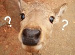 推特大熱門《只要幫動物們加上問號後變的超可愛比賽》跟黑人三問號完全是不同的世界啊XD 推特大熱門《只要幫動物們加上問號後變的超可愛比賽》跟黑人三問號完全是不同的世界啊XD