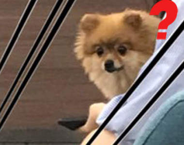 博美也傻眼《動物醫院奇景》是什麼畫面讓人類跟狗狗同時驚呆...(⊙_⊙)