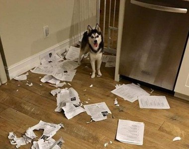 所謂《沒圖沒真相》同學們～你們的作業被我的狗吃了