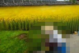 《稻田風情畫》還以為是風景但結果發現我錯惹 《稻田風情畫》還以為是風景但結果發現我錯惹
