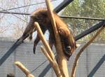 《嚇死飼育員的動物睡相》看來動物園生活是真的夠安逸啊... 《嚇死飼育員的動物睡相》看來動物園生活是真的夠安逸啊...