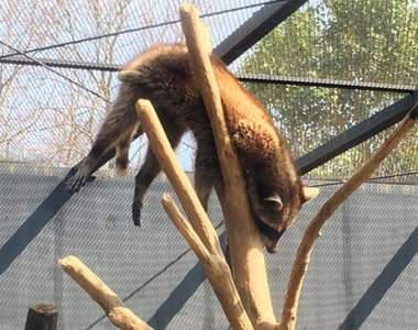 《嚇死飼育員的動物睡相》看來動物園生活是真的夠安逸啊...