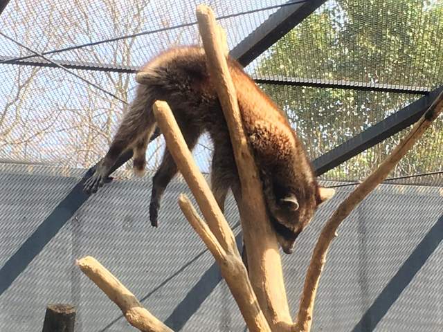 嚇死飼育員的動物睡相 看來動物園生活是真的夠安逸啊