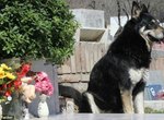 《阿根廷的忠犬德牧》主人墳前11年等待 終於也得到安息了 《阿根廷的忠犬德牧》主人墳前11年等待 終於也得到安息了