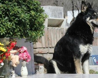 《阿根廷的忠犬德牧》主人墳前11年等待 終於也得到安息了