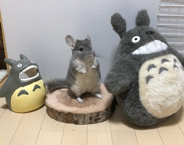 絨毛絲鼠《重現龍貓經典場景》被叫做龍貓也不是浪得虛名啊~