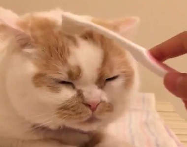 《用牙刷按摩貓咪的結果》真的會有被貓同伴舔毛的感覺嗎？(=^･^=)