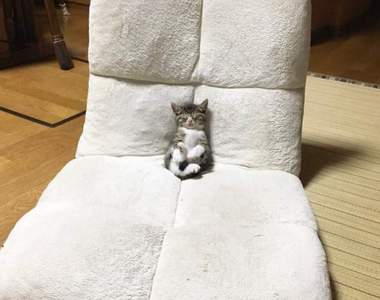 《2017年度推特話題》注意有隻貓睡得非常香甜XD