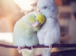 鳥奴快追蹤《動物攝影師的鳥情侶》甜甜的照片讓人忍不住微笑 鳥奴快追蹤《動物攝影師的鳥情侶》甜甜的照片讓人忍不住微笑