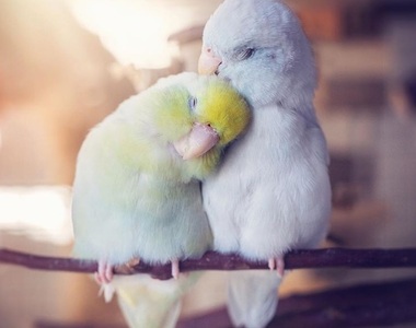 鳥奴快追蹤《動物攝影師的鳥情侶》甜甜的照片讓人忍不住微笑