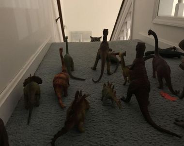 《貓的Snapchat》今天我家的主子也是花樣百出