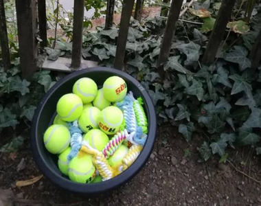 《弔唁狗狗的免費網球》多花一點時間陪你的毛小孩玩吧