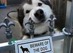 你跟我說內有惡犬?《意味不明的惡犬警告牌》如果是這種惡犬我們可以ww 你跟我說內有惡犬?《意味不明的惡犬警告牌》如果是這種惡犬我們可以ww