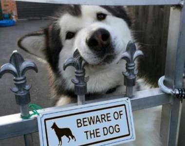 你跟我說內有惡犬？《意味不明的惡犬警告牌》如果是這種惡犬我們可以ww