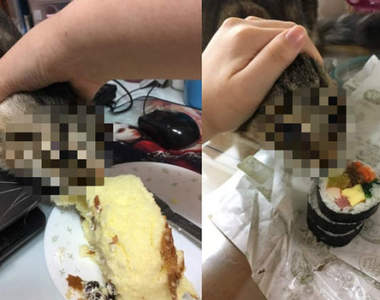 《貓咪》到底多愛吃 為了吃臉都變形成不認識的生物了辣(笑)