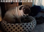 《汪星人Snapchat》各種狗狗的奇行真是太歡樂了 《汪星人Snapchat》各種狗狗的奇行真是太歡樂了