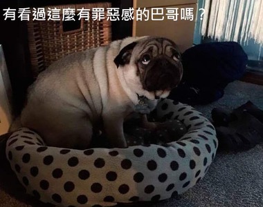 《汪星人Snapchat》各種狗狗的奇行真是太歡樂了