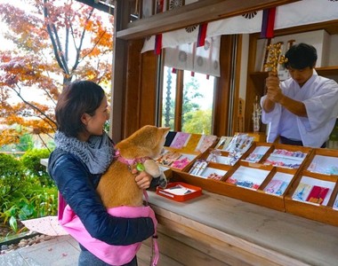 《可以帶著狗狗一起參拜的「神祇大社」》祈求寵物平安健康~還有可愛的狗狗繪馬可以寫喔