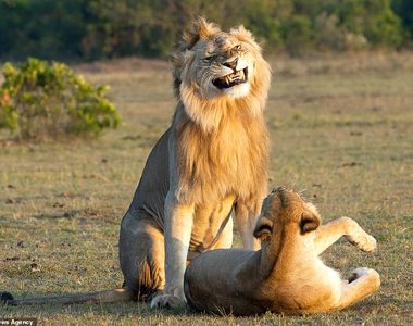 《獅子啪啪啪》雄獅交配前的那個表情好像是在說〝潮爽der〞(大誤)