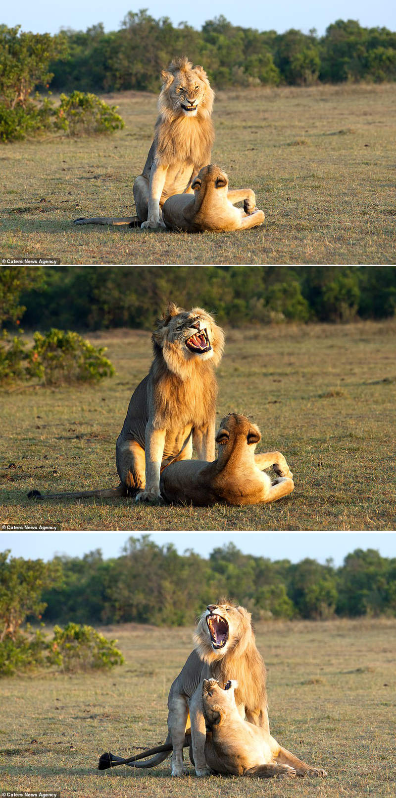 獅子啪啪啪 雄獅交配前的那個表情好像是在說 潮爽der 大誤