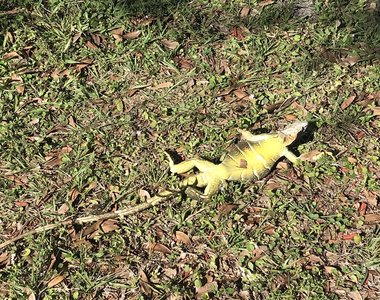 美國佛州怪現象《蜥蜴大量從樹上掉下來》專家表示等等他們沒死啊