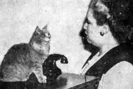 對到眼睛就會睡著《貓咪催眠大師》看久了真的有點恐怖..