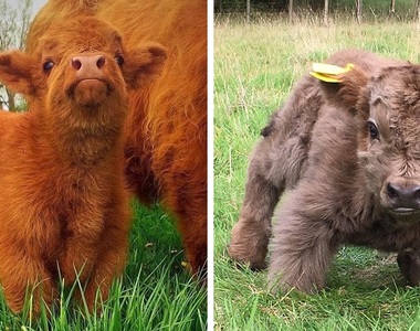 毛茸茸《蘇格蘭高地牛》看起來像娃娃一樣 可惡想抱