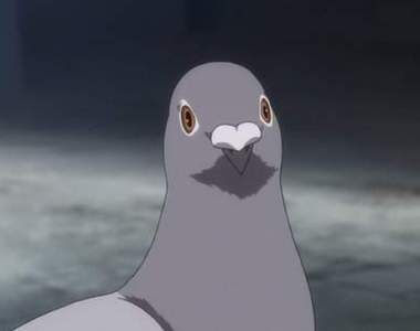 推特瘋傳《新年的鴿子奇遇記》鴿子腳上的信竟帶來意外的幸運之禮...