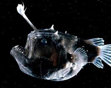 日男《用鮟鱇魚胃袋自慰》驚世舉動讓網友忍不住問你還好嗎...