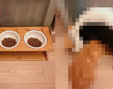 網路夯圖《貓吃飯的行為好難懂》一貓一碗沒錯啦...但你們的姿勢也太怪了XD