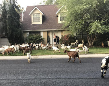 WTF《逃獄羊FB粉絲團》幫助75隻羊越獄的英雄羊咩咩