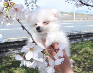 春天的腳步又近了《韓國櫻花季盛開時間全攻略》請注意幾乎都往後延開囉