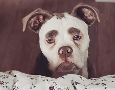 《傷心鬥牛犬》哥沒有不開心只是高興不起來QДQ