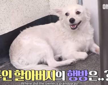 不管多久都會等你回來《守門小白狗》牠的主人去哪了？又為什麼沒回家？