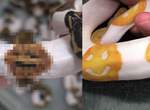 又一條《emoji笑臉蛇》!不過這一次笑到你心裡發寒...... 又一條《emoji笑臉蛇》!不過這一次笑到你心裡發寒......